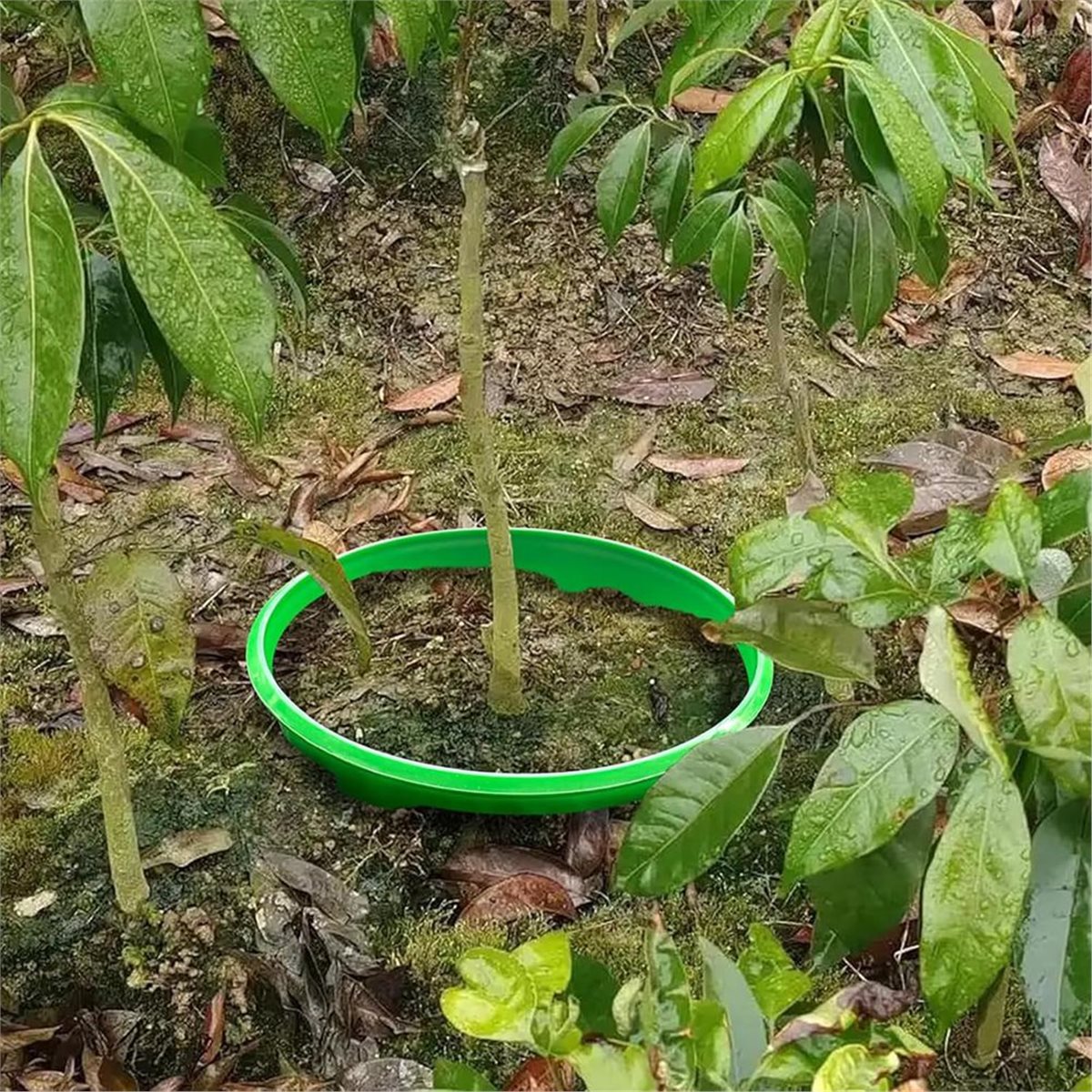 Gardening Tools Deals - 【PENAWARAN COUNTDOWN】 4 Cincin Pelindung Tanaman