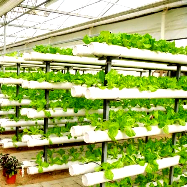 Sistem Menanam Hidroponik Vert - Hydroponic System ulasan dan harga
